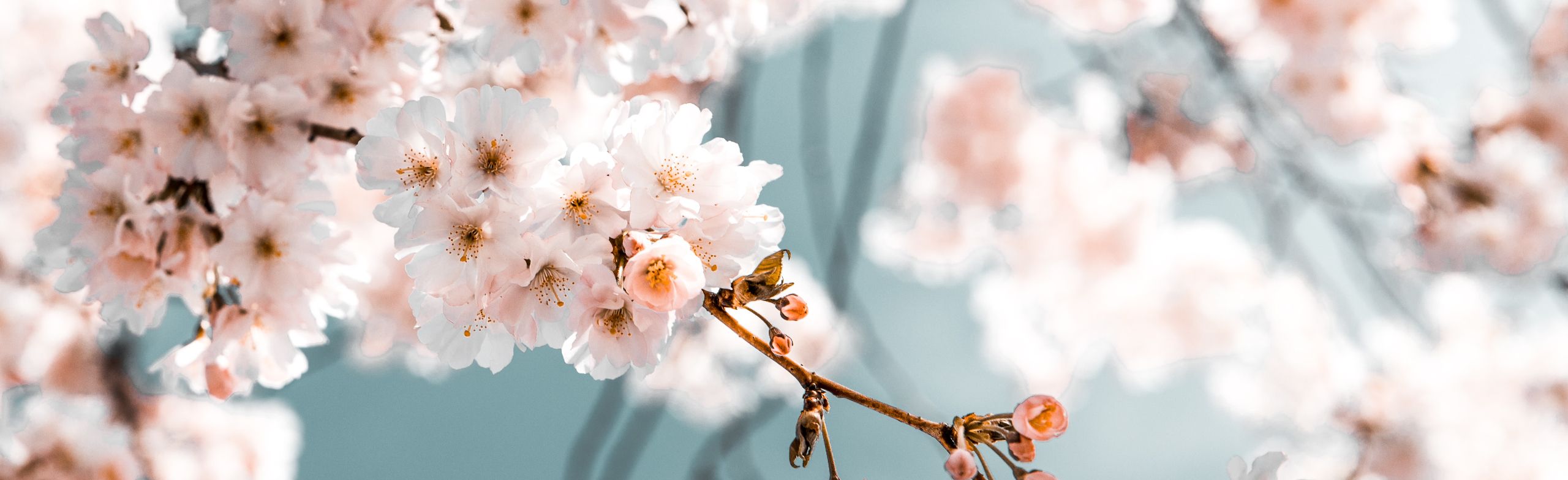 A photo of a tree with cherry blossoms