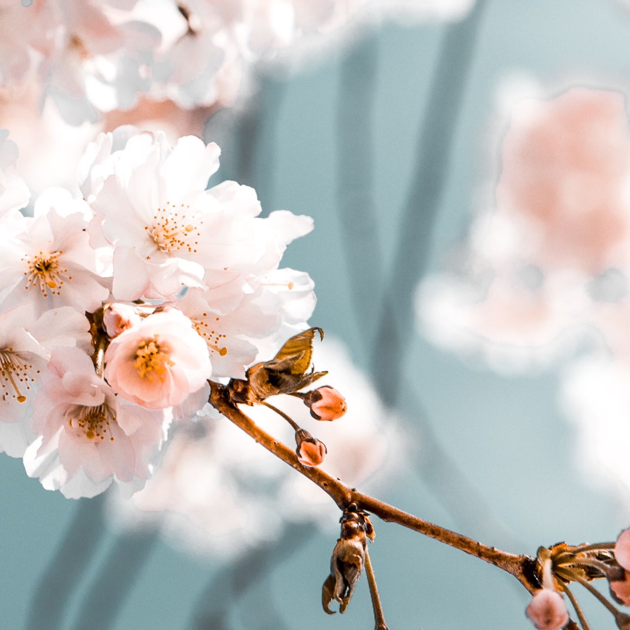 A photo of a tree with cherry blossoms